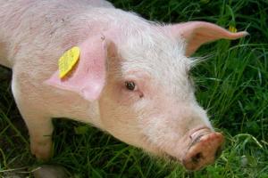 Білорусь обмежила ввіз свиней із 8 областей України