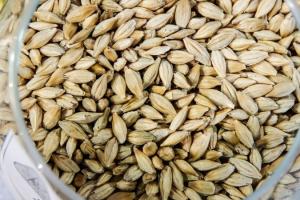 Озвучено прогноз цін на фуражне зерно