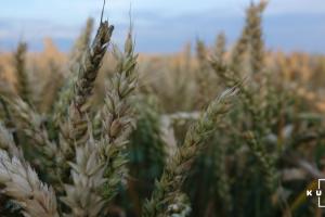На Полтавщині зросла середня врожайність зернових культур