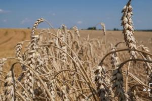 В США розпочався збір ярої пшениці