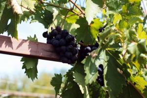 Експерт спрогнозував врожай технічного винограду в Україні