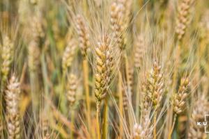 На Прикарпатті прогнозують вищий за минулорічний врожай зерна