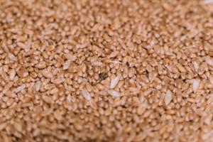 Єгипет на тендері закупив 120 тисяч т української пшениці