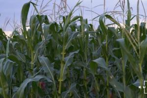 Україна може оновити рекорд виробництва кукурудзи — прогноз