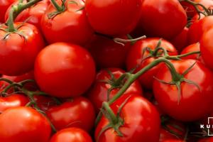 В Україні чергове підвищення цін на тепличні помідори