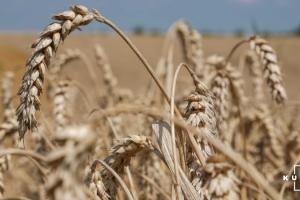 Аграрії Харківщини вже зібрали 2 млн тонн пшениці
