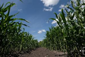 На Харківщині розповсюджуються шкідники у посівах кукурудзи та соняшнику