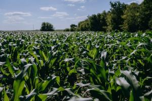 На Полтавщині кукурудзу та сою вирощують за американською системою