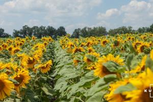 В Україні зросли площі сівби соняшнику