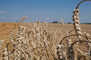 Україна збільшила експорт пшениці