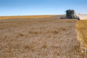 Аграрії Полтавщини закінчили збір ранніх зернових та зернобобових