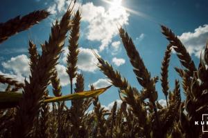 В США продовжується збір ярої пшениці