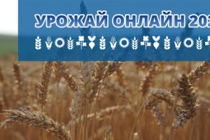 Аграріям залишилося зібрати третину урожаю пшениці
