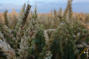Експерти розповіли, як кількість фунгіцидних обробок впливає на врожай ярої пшениці