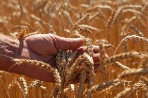 Єгипет закупив на тендері чергову партію української пшениці 