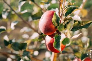 В Україні рекордно зросла ціна яблук