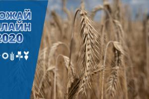 Аграрії зібрали вже 87% врожаю пшениці