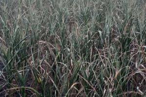 Кукурудза на Черкащині догорає через спеку та засуху — фермер