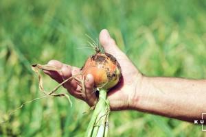 Вчені довели позитивний вплив сірки на врожайність ріпчастої цибулі 