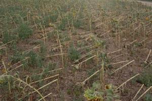 Аграрії Одещини на межі банкрутства через затяжну посуху