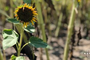 На півдні України гине урожай соняшнику через посуху