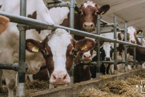 Молоко в Україні дорожчатиме через нестачу кормів