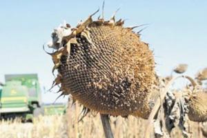 Фермери Кіровоградщини втрачають урожай кукурудзи та соняшнику
