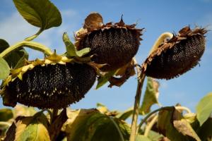 Аграрії Півдня розпочали збір соняшнику при середній врожайності 1,4 т/га