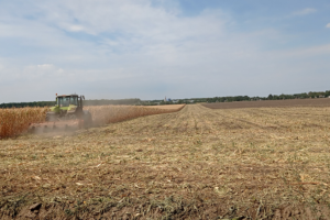 Аграрії Черкащини переорюють поля із кукурудзою