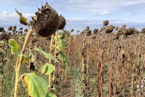 Врожайність соняшнику на Миколаївщині подекуди не досягає 0,2 т/га — фермери