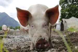 Ціни на живець свиней знизяться — прогноз