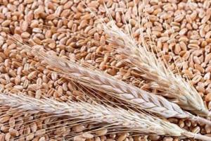 В США зібрано майже 70% ярої пшениці
