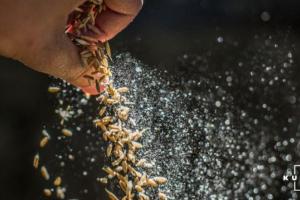 В Україні очікується урожай зернових культур на 7 млн тонн менше