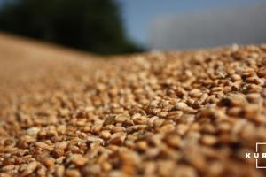 Україна вперше за 12 років поставляє пшеницю в Саудівську Аравію
