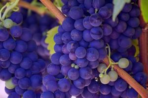Під Києвом вирощують 150 різних сортів винограду