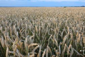 Експерт радить вирощувати ранні сорти пшениці в умовах дефіциту вологи