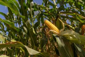 Через неврожай Китай може стати головним світовим імпортером кукурудзи