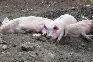 В Україні подешевшав живець свиней