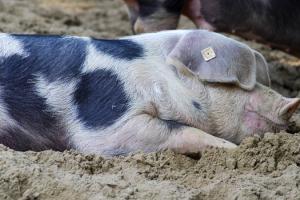 Білорусь тимчасово заборонила імпорт свинини з Івано-Франківської області через АЧС