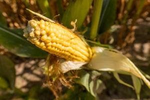 В Україні розпочато збір кукурудзи
