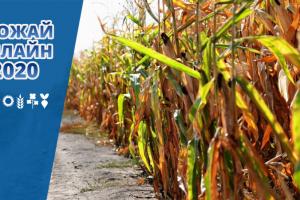 Середня врожайність кукурудзи на старті сезону 4,1 т/га