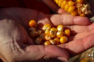 Експерти знизили прогноз виробництва кукурудзи в Україні на 1 млн т через посуху