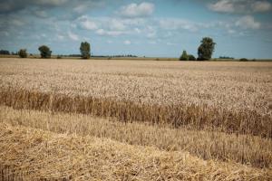 Аграрії США завершують збір ярої пшениці