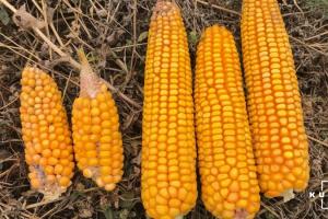 Фермери поділились результатами врожайності кукурудзи на старті сезону