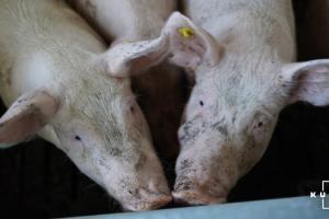 Живець свиней подешевшав до 45,5 грн/кг