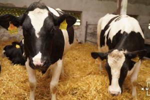 До 1 жовтня фермери можуть оформити 5 тисяч грн дотації на кожну корову 