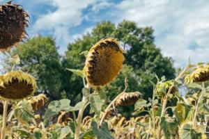 На Житомирщині агрорейдери намагались зібрати чужий урожай соняшника