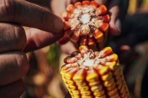 В Україні намолочено понад 660 тисяч т кукурудзи