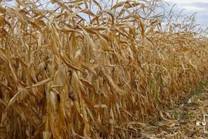 На Буковині розпочато збір кукурудзи за середньої врожайності 5,6 т/га