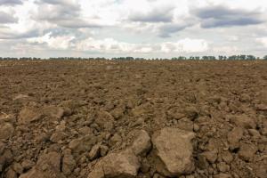 В Україні може бути зірвана посівна озимих через відсутність дощів